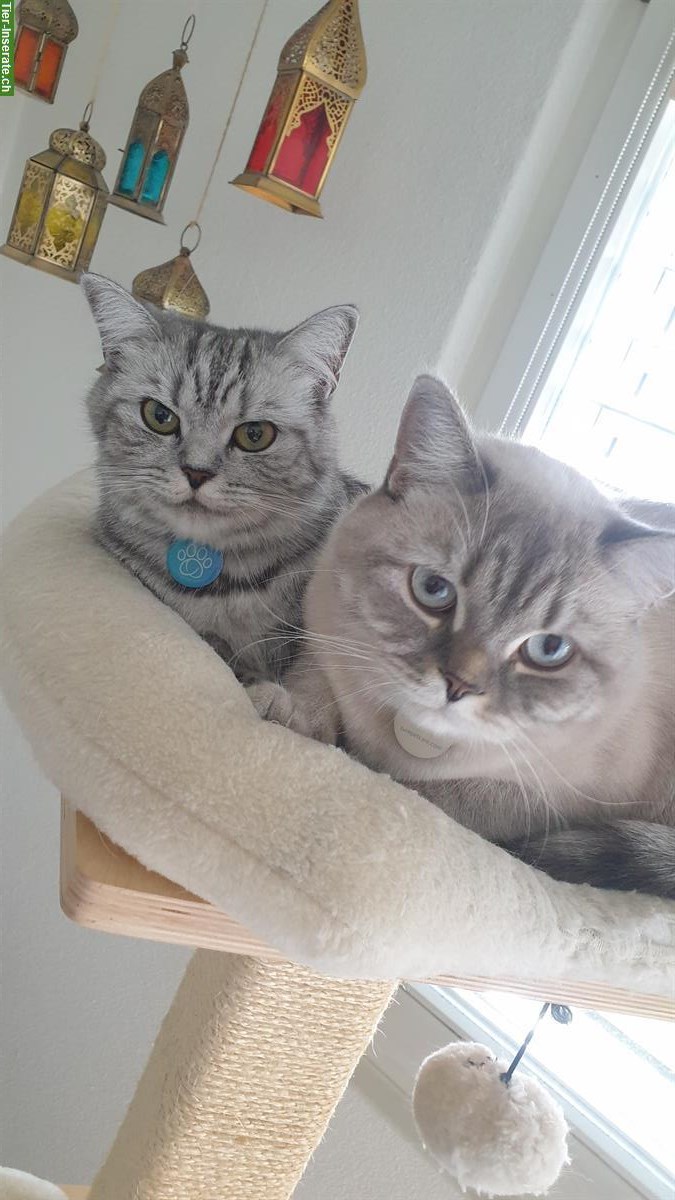 Britisch Kurzhaar Paar, Kater & Weibchen