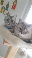 Britisch Kurzhaar Paar, Kater & Weibchen