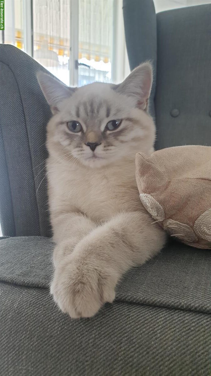 Bild 2: Britisch Kurzhaar Paar, Kater & Weibchen