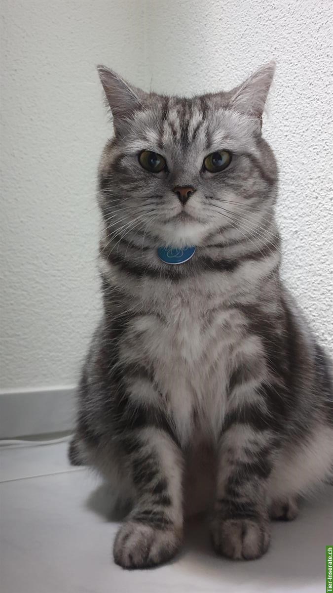 Bild 3: Britisch Kurzhaar Paar, Kater & Weibchen