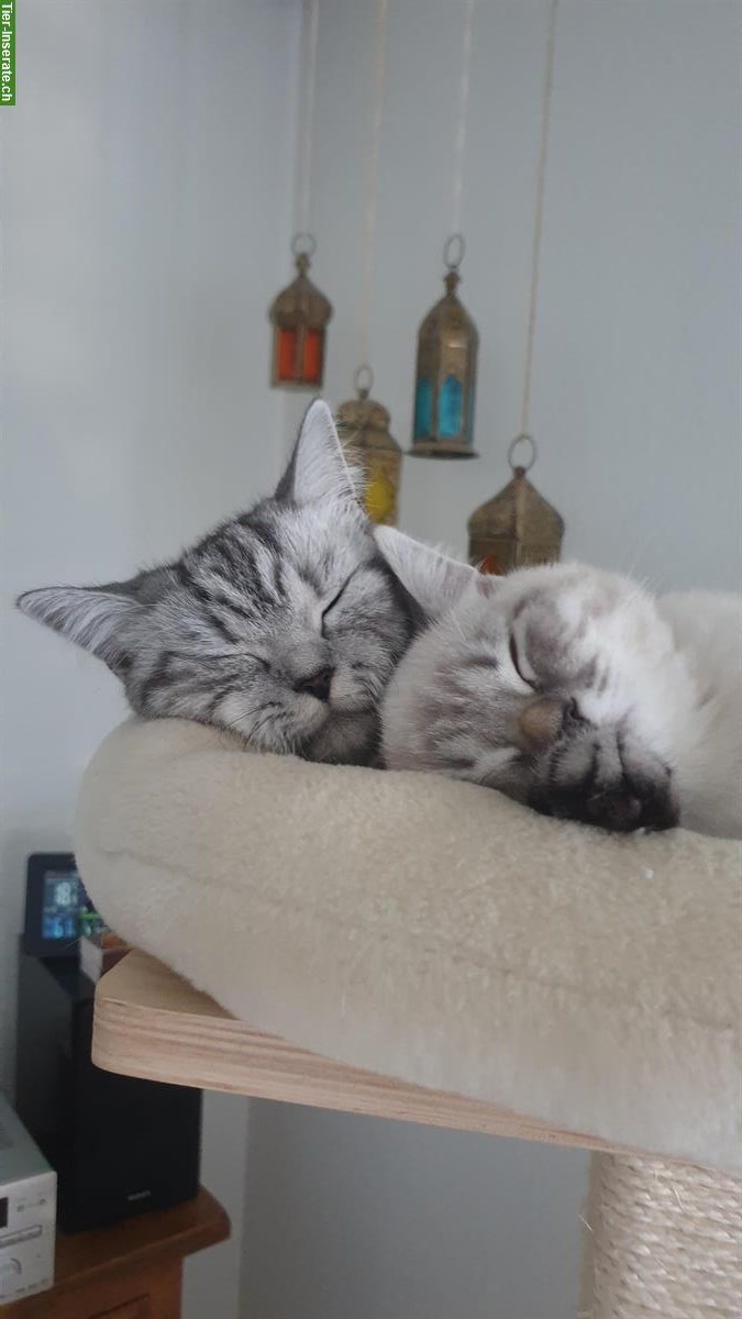 Bild 4: Britisch Kurzhaar Paar, Kater & Weibchen