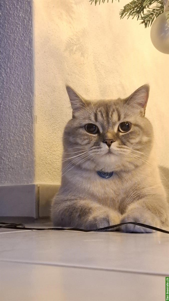 Bild 5: Britisch Kurzhaar Paar, Kater & Weibchen