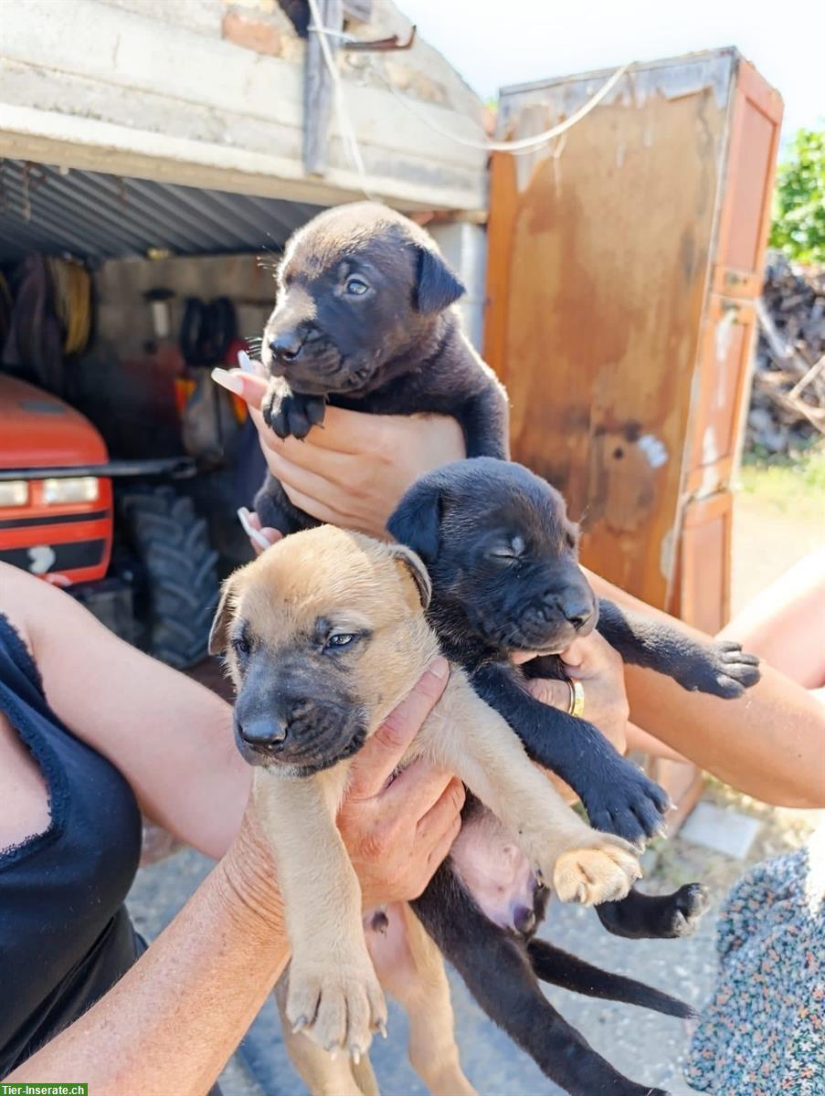 Süsse Mischlings Welpen suchen ein Zuhause