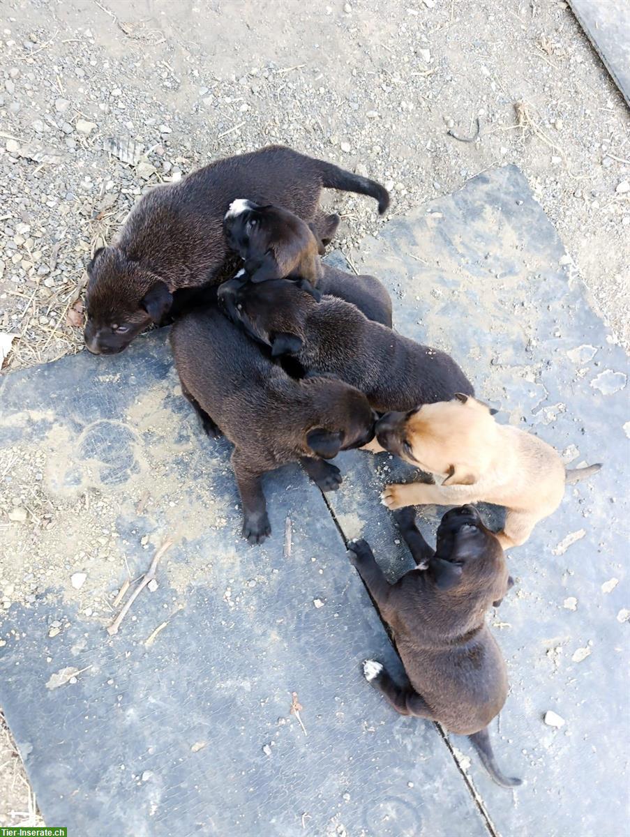 Bild 2: Süsse Mischlings Welpen suchen ein Zuhause