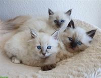 3 Kitten, Heilige Birma Katze abgabebereit