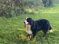 Berner Sennenhund Deckrüde