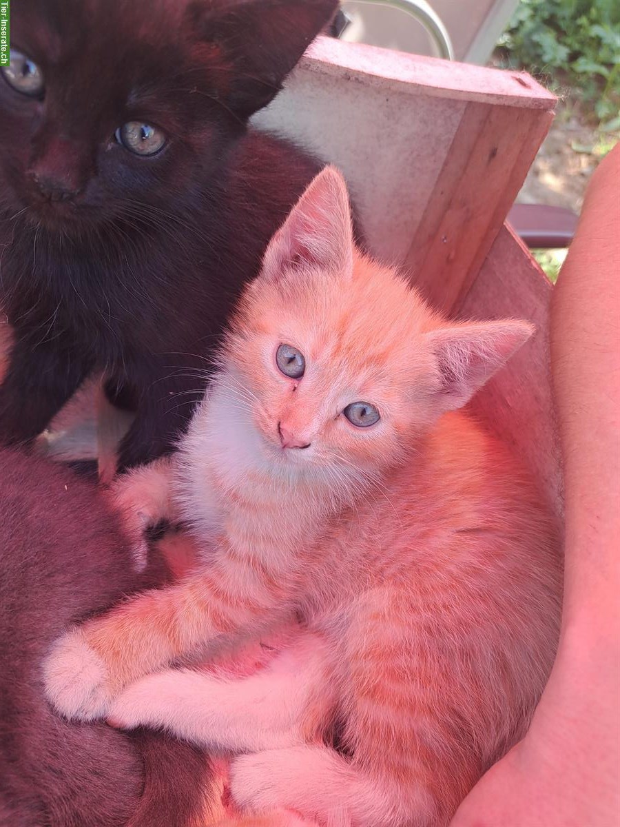 2 junge Bauernhof Katzen zu verkaufen