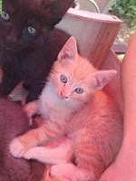 2 junge Bauernhof Katzen zu verkaufen