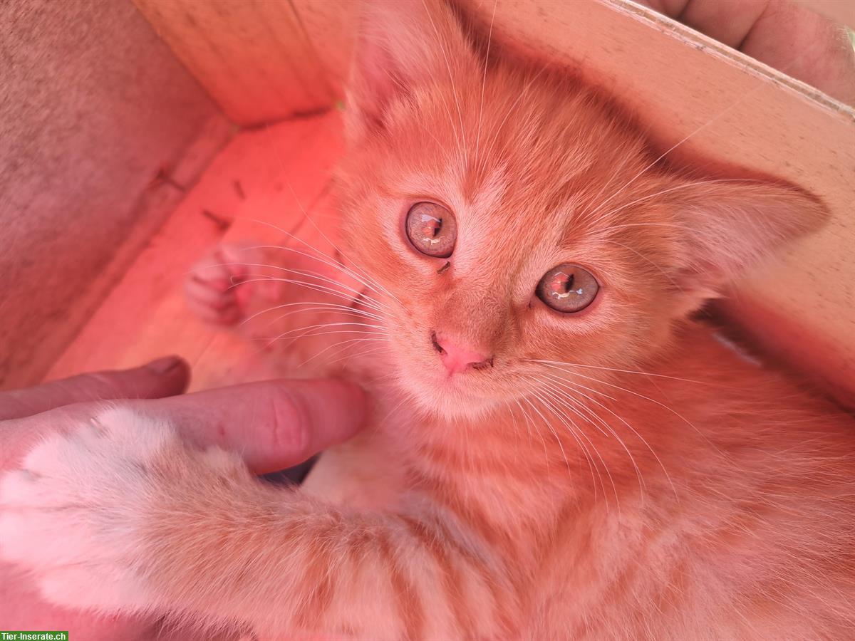 Bild 2: 2 junge Bauernhof Katzen zu verkaufen