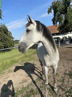 Hübsche Spanier Stute, 8-jährig zu verkaufen