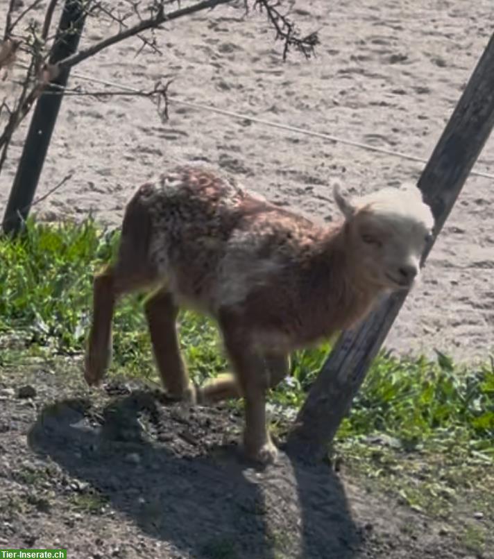 Ouessant Schafböckli zu verkaufen