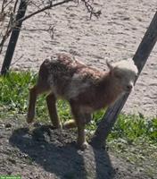Ouessant Schafböckli zu verkaufen