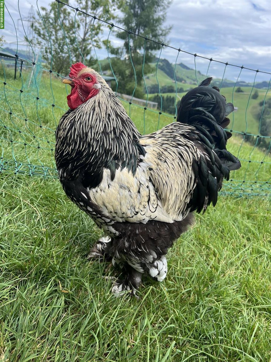 Schwarzer Brahma Hahn, sehr brav!