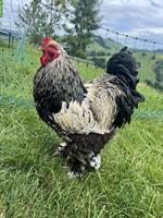 Schwarzer Brahma Hahn, sehr brav!
