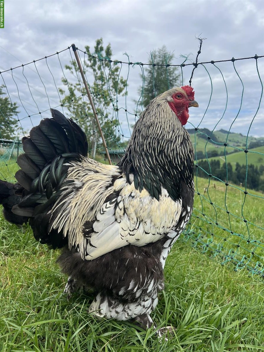 Bild 2: Schwarzer Brahma Hahn, sehr brav!