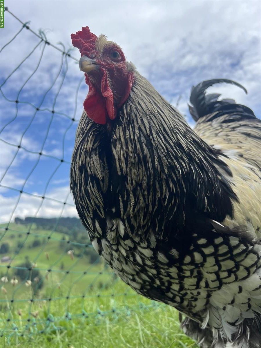 Bild 3: Schwarzer Brahma Hahn, sehr brav!
