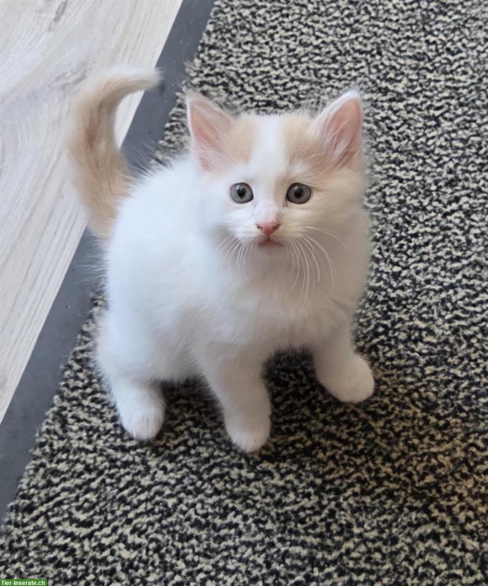 Seltene reinrassige Türkisch Van Kitten mit Stammbaum