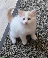 Seltene reinrassige Türkisch Van Kitten mit Stammbaum