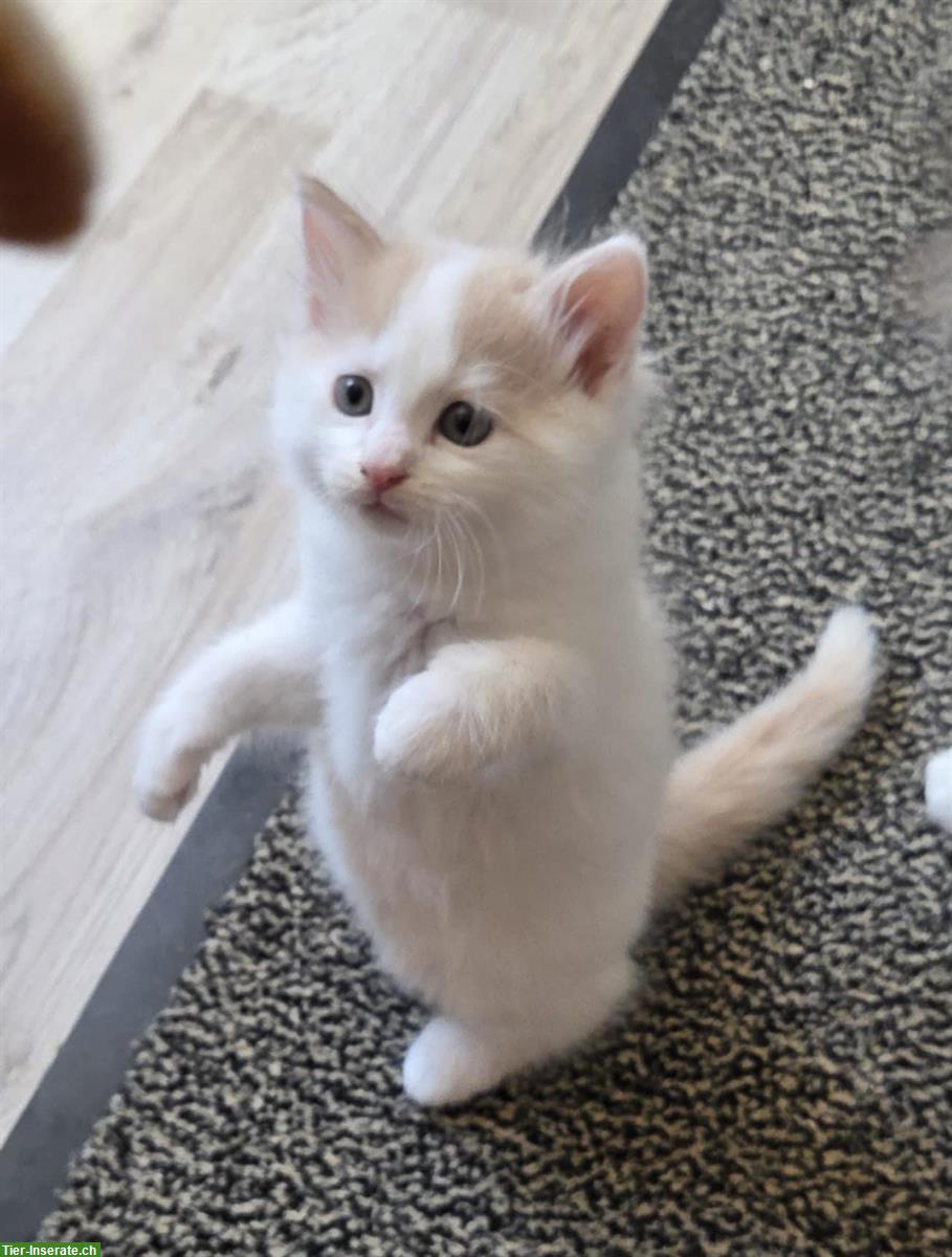 Bild 2: Seltene reinrassige Türkisch Van Kitten mit Stammbaum