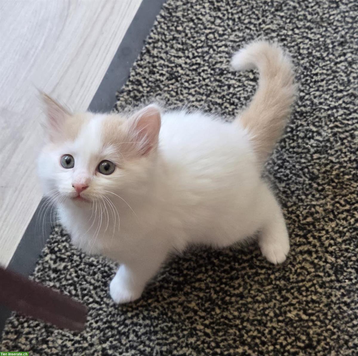 Bild 3: Seltene reinrassige Türkisch Van Kitten mit Stammbaum