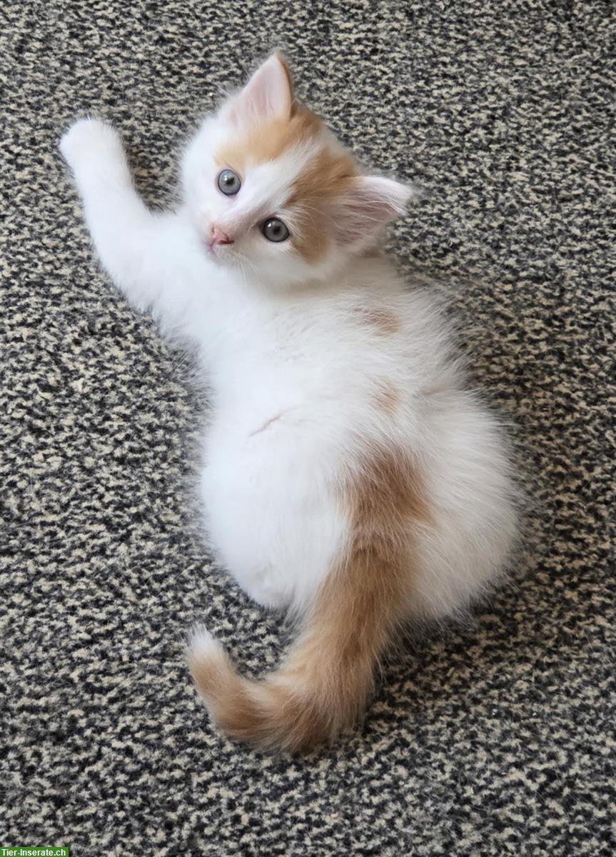 Bild 4: Seltene reinrassige Türkisch Van Kitten mit Stammbaum