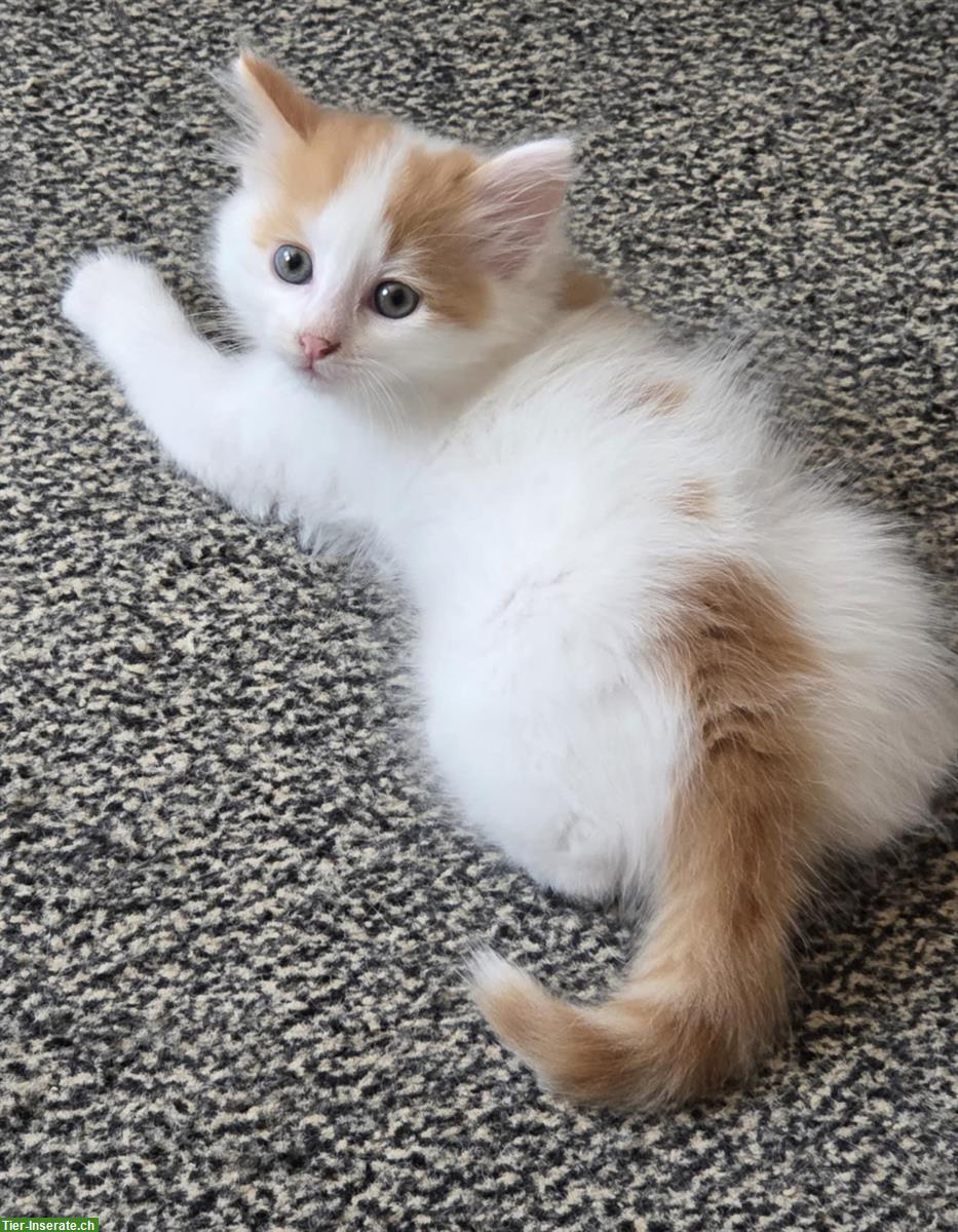 Bild 5: Seltene reinrassige Türkisch Van Kitten mit Stammbaum