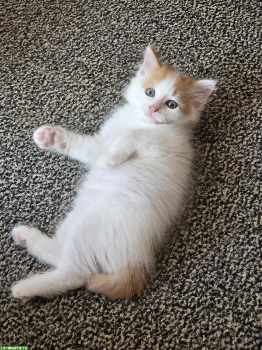 Bild 6: Seltene reinrassige Türkisch Van Kitten mit Stammbaum