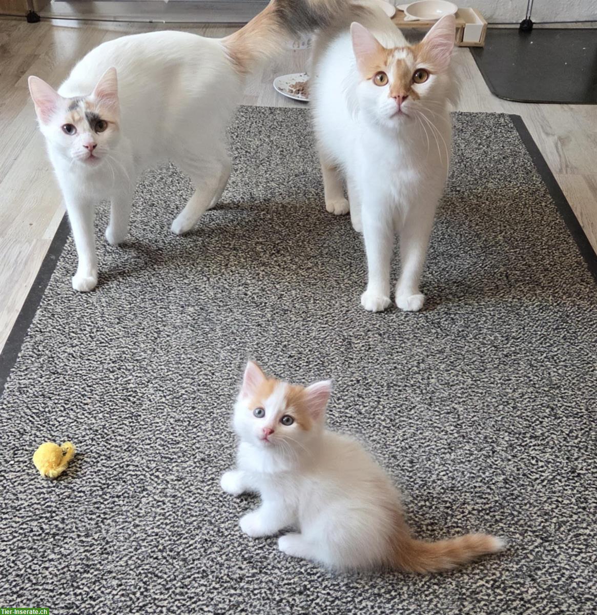 Bild 7: Seltene reinrassige Türkisch Van Kitten mit Stammbaum