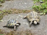 2 Landschildkröten suchen liebevolles neues Zuhause