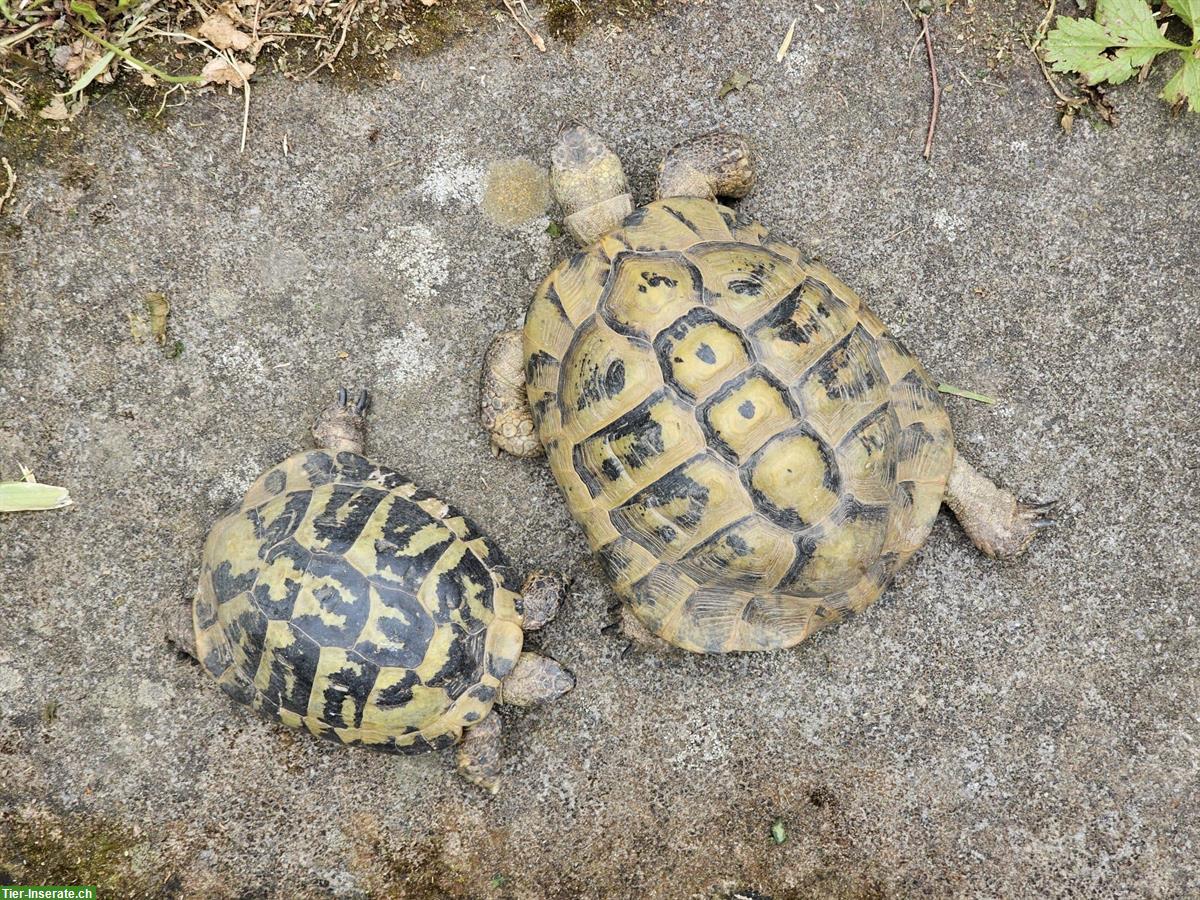 Bild 2: 2 Landschildkröten suchen liebevolles neues Zuhause