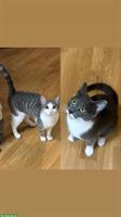 🐾 2 Schmusekatzen suchen ein neues Zuhause 🐾