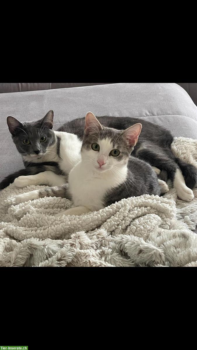 Bild 2: 🐾 2 Schmusekatzen suchen ein neues Zuhause 🐾