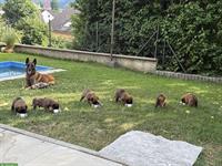Malinois Welpen in verantwortungsbewusste Hände abzugeben