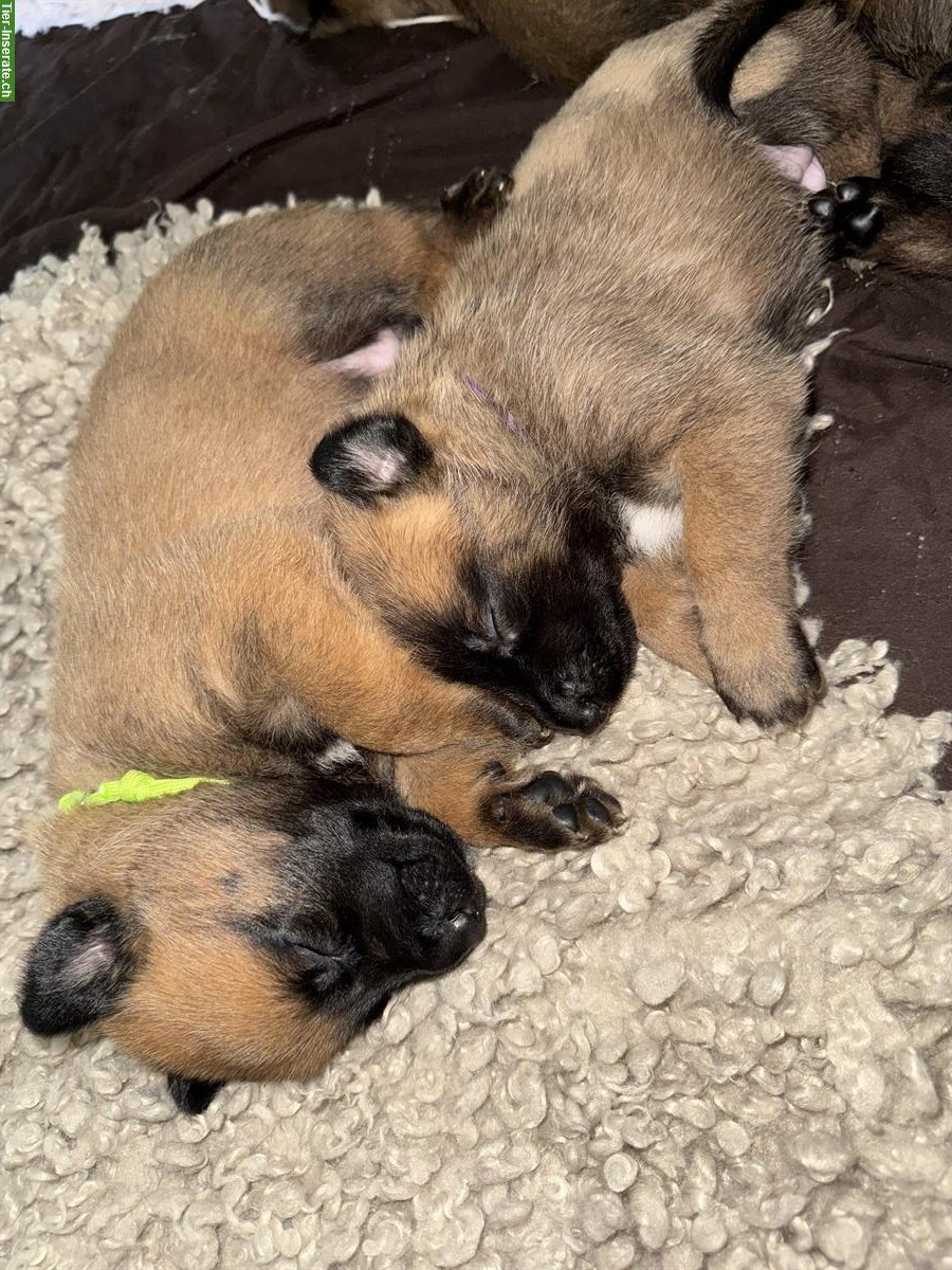 Bild 2: Malinois Welpen in verantwortungsbewusste Hände abzugeben