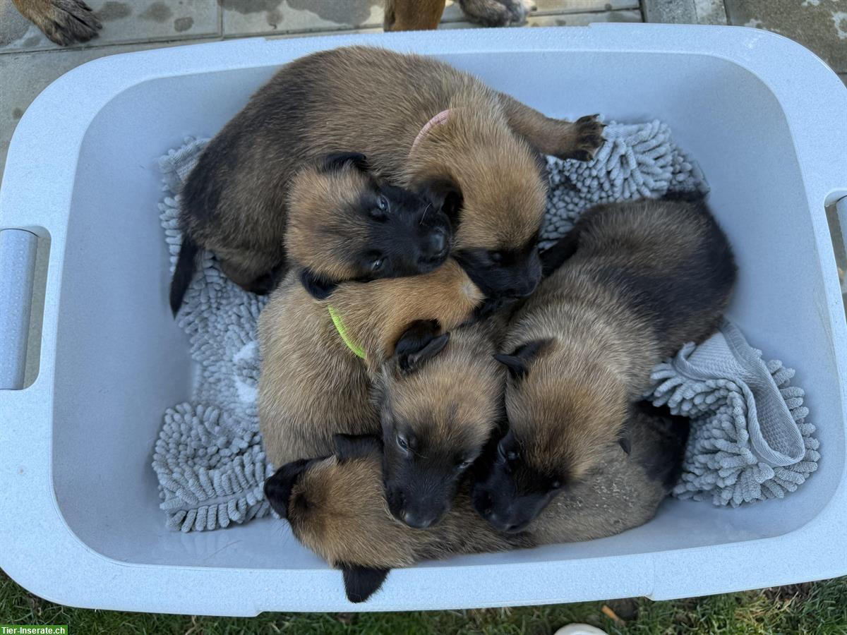 Bild 3: Malinois Welpen in verantwortungsbewusste Hände abzugeben