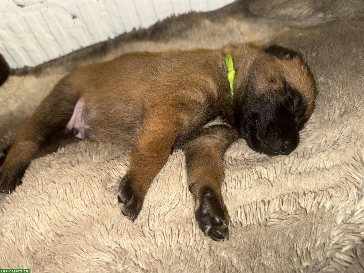 Bild 5: Malinois Welpen in verantwortungsbewusste Hände abzugeben
