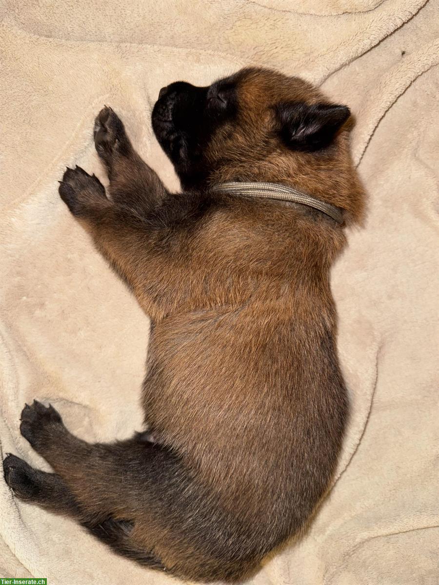 Bild 6: Malinois Welpen in verantwortungsbewusste Hände abzugeben