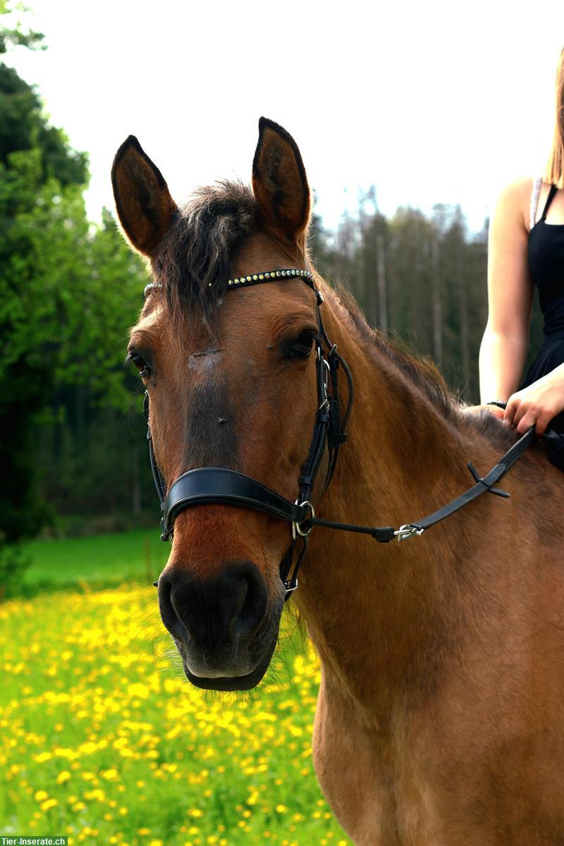 Reitbeteiligung, Anfänger mit Erfahrung, Weinfelden TG