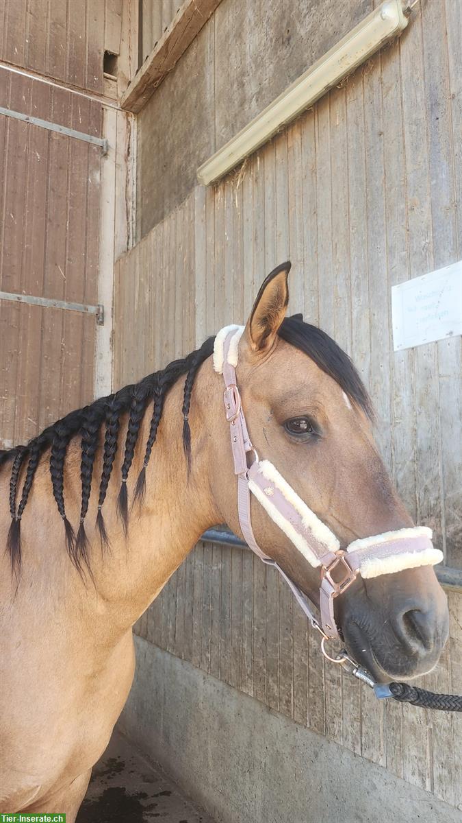 Bild 2: Reitbeteiligung, Anfänger mit Erfahrung, Weinfelden TG