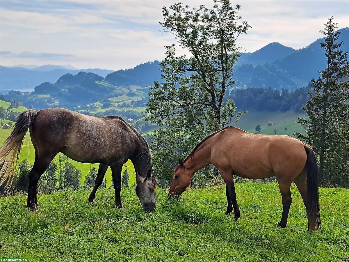 Bild 4: Reitbeteiligung, Anfänger mit Erfahrung, Weinfelden TG