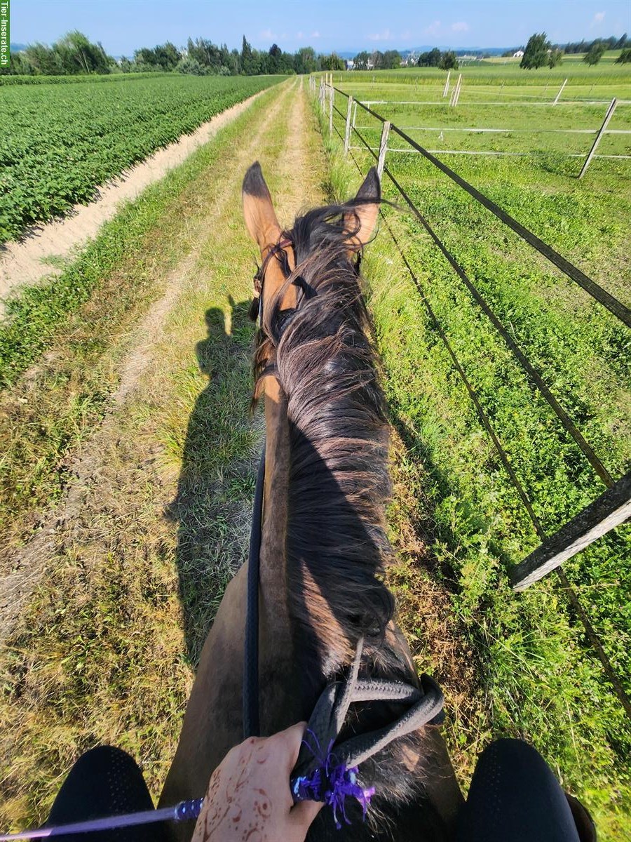 Bild 5: Reitbeteiligung, Anfänger mit Erfahrung, Weinfelden TG