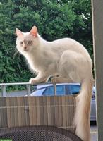 Lieber Ragdoll Kater, 6 Monate alt