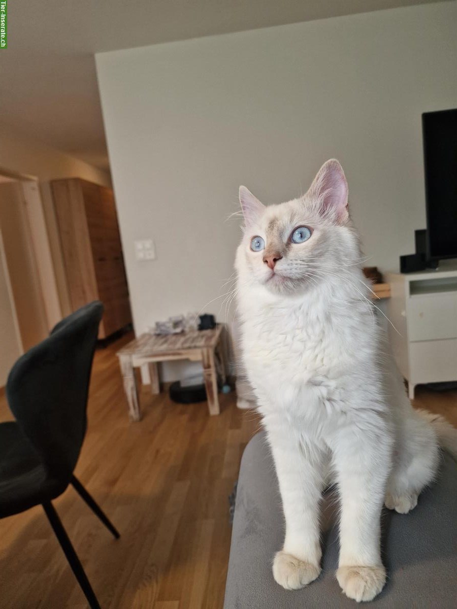 Bild 2: Lieber Ragdoll Kater, 6 Monate alt