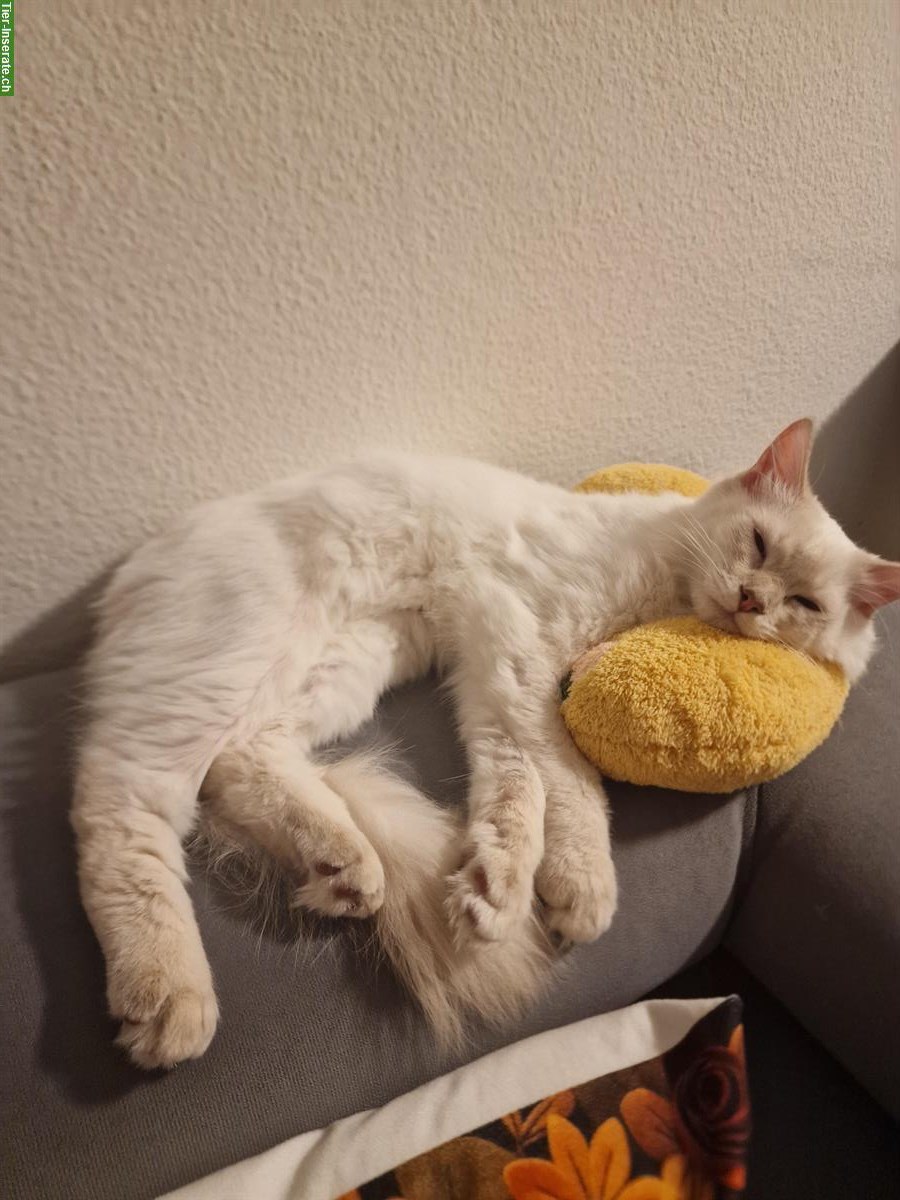 Bild 3: Lieber Ragdoll Kater, 6 Monate alt