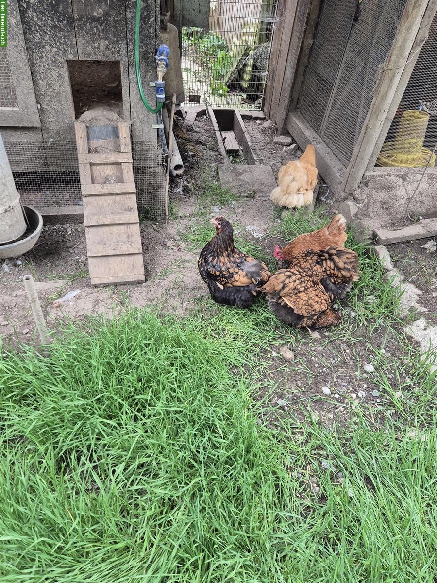 Zwerg Cochin / Orpington zu verkaufen