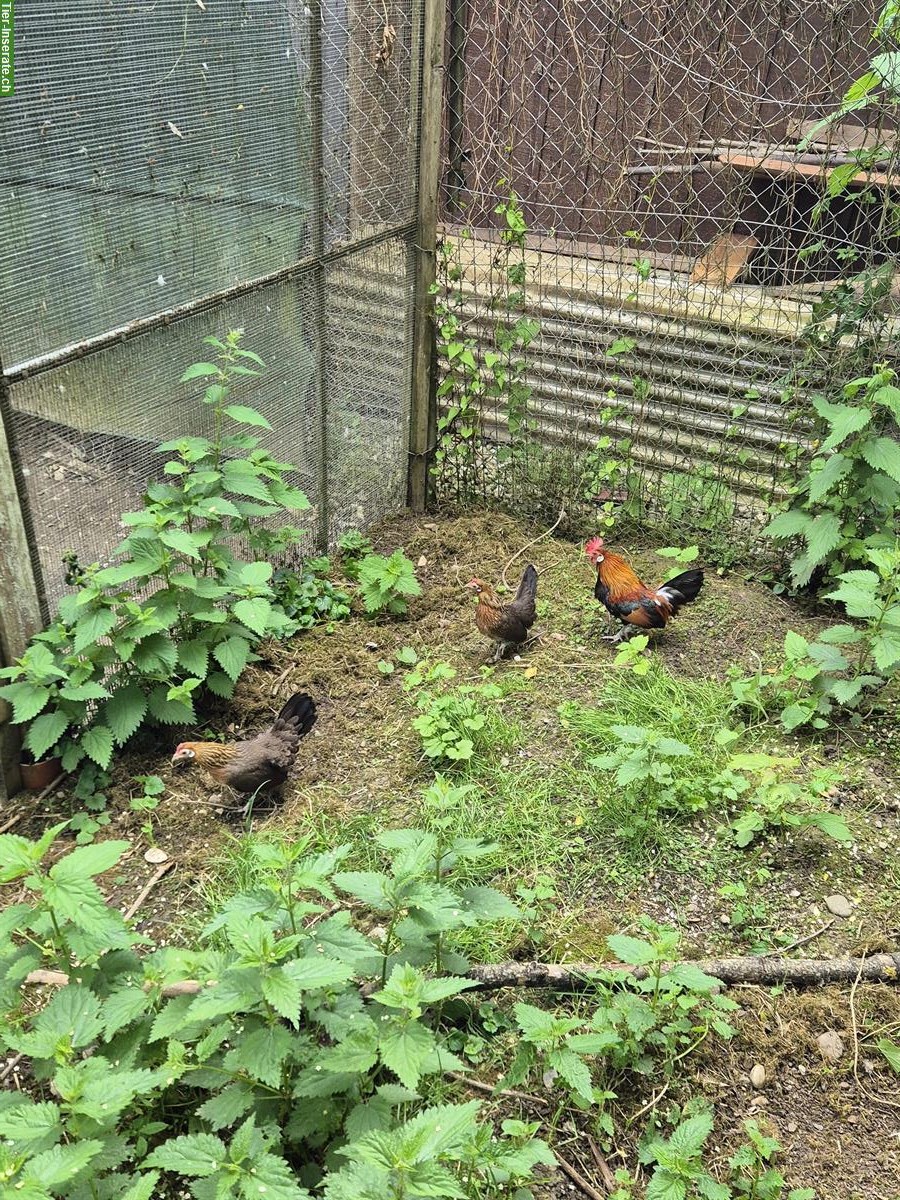 Bild 5: Zwerg Cochin / Orpington zu verkaufen