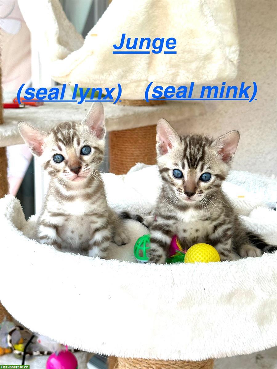 Wunderschöne Bengal Kitten mit Stammbaum in seltenen Farben