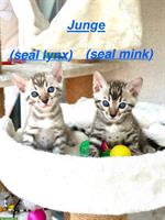 Wunderschöne Bengal Kitten mit Stammbaum in seltenen Farben