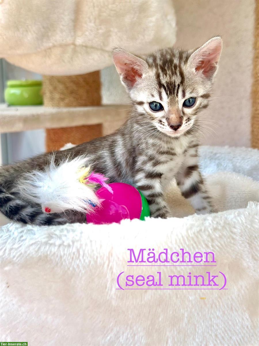 Bild 2: Wunderschöne Bengal Kitten mit Stammbaum in seltenen Farben