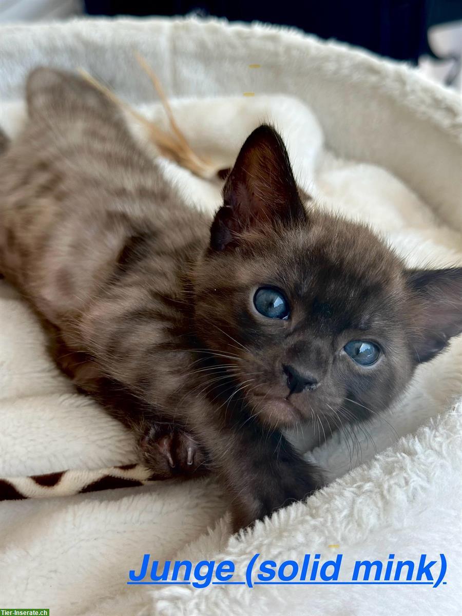 Bild 3: Wunderschöne Bengal Kitten mit Stammbaum in seltenen Farben